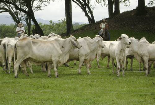 Ganadería, ganadería colombia, noticias ganaderas, noticias ganaderas colombia, CONtexto ganadero, ganaderos, ganaderos colombia, ganadero del Meta, Productores del Meta, verano en el meta, Invierno en el Meta, temporada de lluvias en el Meta, comercialización de ganado en el Meta, ganado de ceba en el Meta, departamento del Meta, lluvias en el Meta