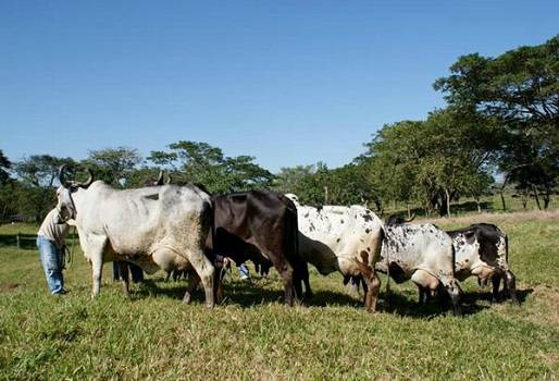 rancho oro verde,medalla presidencia,sardo negro,1.800 lactancias, record producción, cebu, Veracruz, gira de Fedegan a México, noticias de ganaderia colombiana, CONtexto ganadero