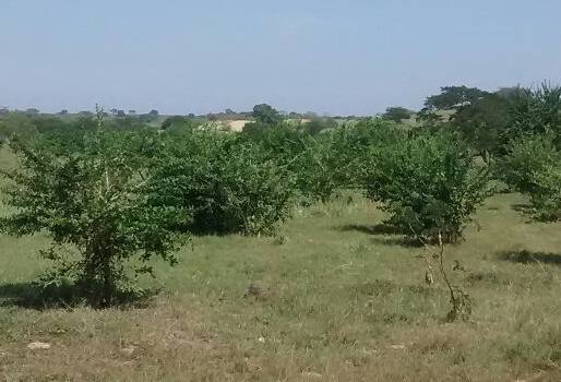 fruto de totumo, opción de alimento para bovinos, alternativa alimenticia para bovinos, ganaderos de la Costa, árbol de totumo, árboles ganadería, árboles para sistemas silvopastoriles, uso de los frutos de los árboles, Agropecuaria Chahin Hermanos & Cia SAS, agropecuaria Chahin, CONtexto ganadero, ganaderos Colombia, noticias ganaderas Colombia