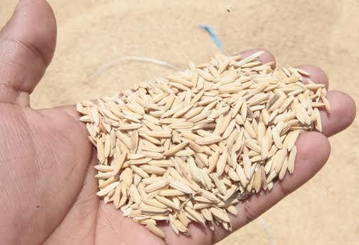 Arroz paddy