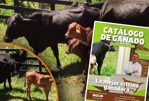 TVGAN, catálogo, lote, fotos, razas, tipo de ganado, edad, sexo, peso, ubicación, precios, torete, ganadería especializada, ternera, novillas, Simmental, Gyr, Girolando, holstein, cebú, brahman, Sansao, tipo leche, vaca para ordeño, parida, preñada, servida, machos, levante, carne, parto, Genética, embriones, beefmaster, doble propósito, Ganadería, ganadería colombia, noticias ganaderas colombia, CONtexto ganadero