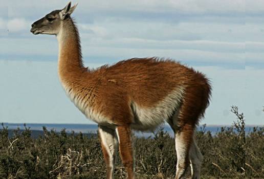 Argentina, guanaco, Argentina exporta por primera vez carne de guanaco, Características y ventajas nutricionales de la carne de guanaco, el guanaco un recurso natural no explorado, cadenas de valor, carne, cuero, fibra, carne de guanaco se exportaría a Alemania, Bélgica, Holanda y Francia, Macri, Luis Miguel Etchevehere, Ganadería, ganadería colombiana, noticias ganaderas, noticias ganaderas Colombia, CONtexto ganadero
