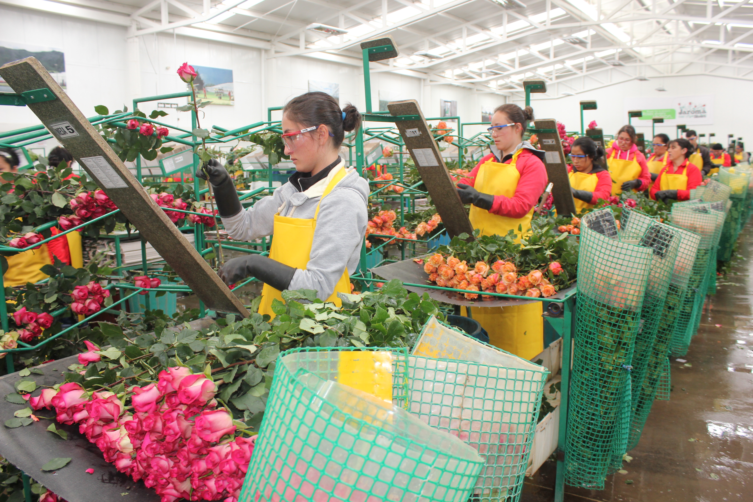 Clasificación y calidad