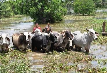 Durante las jornadas se tratarán temas como el control integrado de plagas y reproducción animal. Foto: Archivo Jornada sanitaria de Fedegán