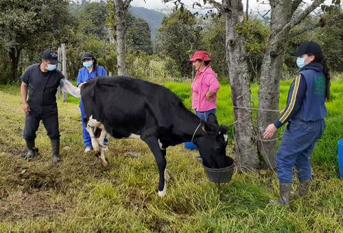 Ganaderos de Boyacá aprenden de chequeos reproductivos | CONtexto Ganadero