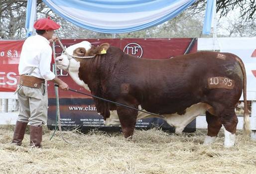 Importación animales Braford Argentina Colombia 2018, ejemplares Braford Argentina 2018, criadero Don Eusebio, cría de Braford en Colombia, Braford Colombia, Asociación Colombiana Hereford y Braford, Asociación Colombiana Hereford y Braford Fedegán, CONtexto ganadero, ganaderos colombia, noticias ganaderas Colombia