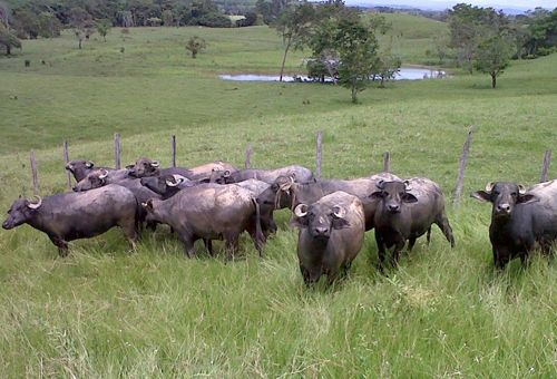 Liquidación Bufalera El Remanso, Alejandro Garcés, juez nacional e internacional de búfalos, Ganadería Bufalina en Colombia, liquidación bufalera el remanso, Búfalos en Colombia, Razas de búfalos en Colombia, Historia de los búfalos en Colombia, Subacauca, Subasta ganadera Caucasia, raza Murrah en Colombia, alta producción lechera de búfalos, producción búfalos Colombia, carne búfalo, coronavirus, coronavirus Colombia, COVID-19, cuarentena, Ganadería, ganadería colombia, noticias ganaderas, noticias ganader