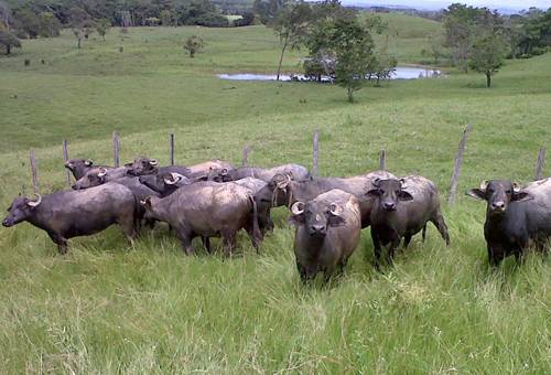 Liquidación Bufalera El Remanso, Alejandro Garcés, juez nacional e internacional de búfalos, Ganadería Bufalina en Colombia, liquidación bufalera el remanso, Búfalos en Colombia, Razas de búfalos en Colombia, Historia de los búfalos en Colombia, Subacauca, Subasta ganadera Caucasia, raza Murrah en Colombia, alta producción lechera de búfalos, producción búfalos Colombia, carne búfalo, coronavirus, coronavirus Colombia, COVID-19, cuarentena, Ganadería, ganadería colombia, noticias ganaderas, noticias ganader
