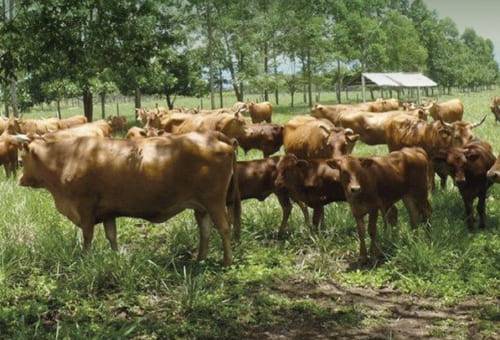 Ganadería, ganadería colombia, noticias ganaderas, noticias ganaderas colombia, CONtexto ganadero, producción ganadera, producción ganadera sostenible, sello ambiental ganadero colombia, exportaciones de ganado colombiano, precio de ganado en Colombia