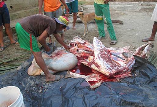 Sucre, San Marcos, subregión del San Jorge y La Mojana, Abigeato en Sucre, abigeato en San Marcos, aumento de abigeato, Hurto de ganado, modalidad de abigeato, carneo, robo constante de ganado en San Marcos, falta de matadero en San Marcos, acciones de las autoridades locales frente al abigeato, Policía de San Marcos, Una Vaca por la paz, fedegan contexto ganadero, ganaderos colombia
