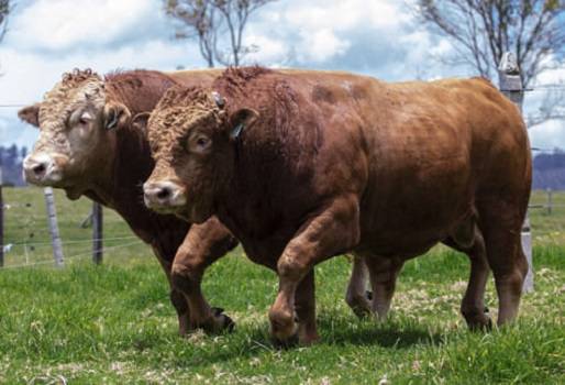 “Mejoraremos el precepto Wagyu de ser la mejor carne del mundo”: Marco Orozco, animales puros en colombia, wagyu estabulado, wagyu estabulado en colombia, embriones wagyu, técnicas de reproducción wagyu, programa de mejoramiento genético waguyu, F1 wagyu,  wagyu colombia, raza wagyu, ganadería, ganadería colombia, noticias ganaderas, noticias ganaderas colombia, contexto ganadero, 