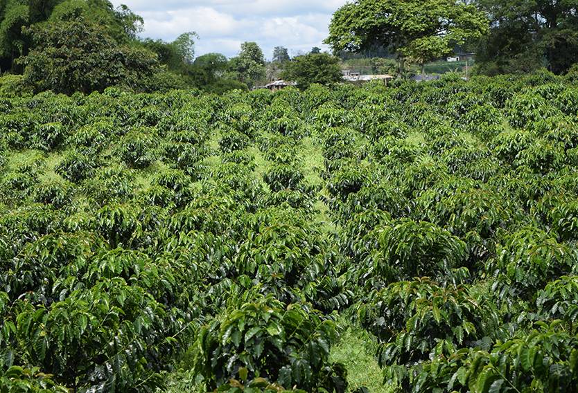 Sostenibilidad, sostenibilidad ambiental en quindío, innovación para una caficultura sostenible en quindío, impulso de la competitividad productiva en quindío, empresarización del sector rural en quindío, fomento a la agricultura familiar campesina en quindío, gobernación de quindío, noticias, noticias ganaderas, noticias ganaderas colombia, contexto ganadero, ganadería colombia	