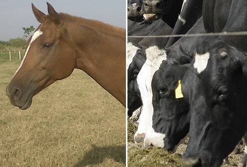 Tetania en bovinos, tetania en equinos, tetania lactancia equinos, tetania lactancia bovinos, tetania en vacas, enfermedades carenciales ganado, ganado bovino en Colombia, vacas enfermas, parálisis en vacas, CONtexto ganadero, ganadería colombia, noticias ganaderas colombia