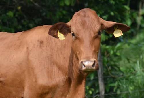 Raza en riesgo, razas extinción, Razas bovinas extintas, razas bovinas en vía de extinción, razas bovinas en peligro de extinción, razas criollas extincion, vacas en peligro de extinción, vacas extintas, razas bovinas criollas, razas criollas colombianas, vaca ñata, ganado bovino, ganadería bovina, carne, leche, ganaderos, ganaderos colombia, ganado, vacas, vacas Colombia, bovinos, Ganadería, ganadería colombia, noticias ganaderas, noticias ganaderas colombia, CONtexto ganadero, contextoganadero