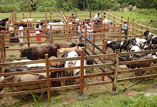Feria, ganadera, ganado, exposición, muestra, concursos, comercial, La Mesa, cundinamarca