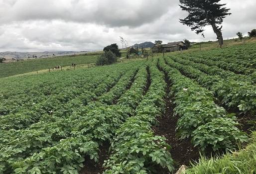papa, papicultores de boyacá, Producción de papa en Boyacá, año del campo, año del campo en boyacá, Gobernación de Boyacá, agricultura, ganadería colombia, CONtexto ganadero