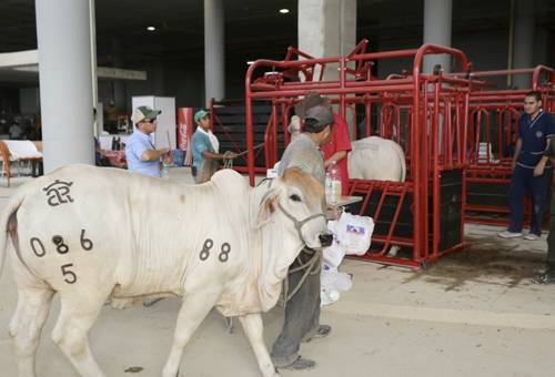 Actividades Agroexpo 2019, Ganadería, ganadería colombia, noticias ganaderas, noticias ganaderas colombia, CONtexto ganadero, Agroexpo, Agroexpo 2019, Agroexpo Bogotá, ferias, Ferias Ganaderas, feria agroexpo, Corferias, Eventos ganaderos, ministro Andrés Valencia, Ministro Agricultura, presidente ejecutivo Corferias