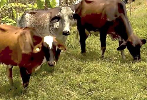 Trihibridación, cruzamiento, gyr, holstein, rojo sueco, Ganadería Gutiérrez, Moniquirá, Boyacá, mejoramiento genético, ubres, aplomos, características, hereditarias, vacas, toros, resistencia, adaptabilidad, sólidos, ligamentos, corvejón, mastitis, suelo, forrajes, girolandas, parto, preñez, ordeño mecánico, crías, extremos redondeados, pigmentación, productividad, fertilidad, ganadería, ganadería Colombia, noticias ganaderas Colombia, contexto ganadero