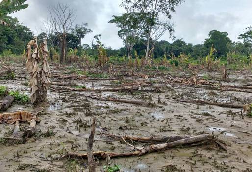 plan de recuperación de ola invernal, afectaciones por lluvias en Guainía, afectaciones por lluvias en Vichada, ganaderos de guainía, Ganaderos de Vichada, ganaderos afectados por lluvias, inundaciones, solicitud de ayudas para el sector ganadero, comida para el ganado, semillas para recuperar praderas, CONtexto ganadero