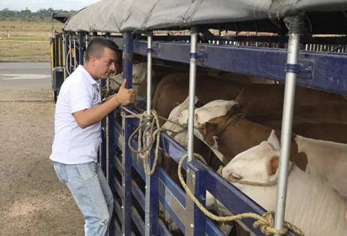 Bienestar animal, transporte, regulación, Mintransporte, ICA, procedimientos, manejo, movilización, animales en pie, carretera, camiones, terrestre, fluvial, embarque, desembarque, exportación, cadena, eslabones, Buenas Prácticas Ganaderas, producción, finca, planta de beneficio, sacrificio, capacitación, conductores, gremios, Sena, Fedegán-FNG, competencias laborales, ganadería, ganadería Colombia, noticias ganaderas Colombia, contexto ganadero