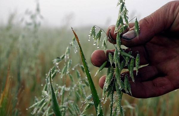 Segunda temporada de heladas en altiplano Cundiboyacense, 5 heladas en menos de un mes, pasturas fuertemente afectadas, pastos producen nitratos, posible intoxicación de vacunos, incertidumbre por el tema, Víctor Fajardo de Fabegán, Marta Torres de Paipa, CONtexto ganadero, noticias de ganadería colombiana.