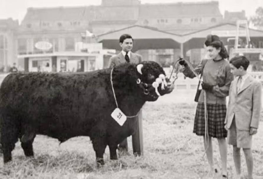 toro-britanico-200-anos-historia