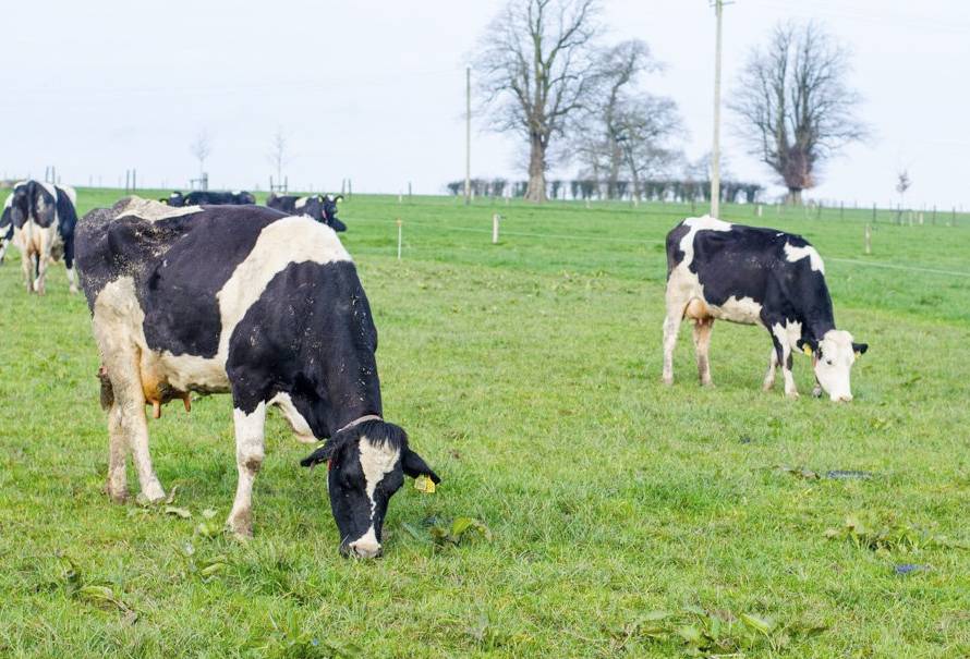 alimentos plantas no debe dar ganado