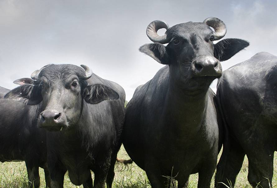 Gonadotrofina equina comercial es apta para bufalos. Estudio Unal