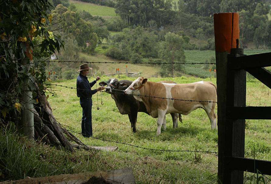 seleccionar-adecuadamente-simmental