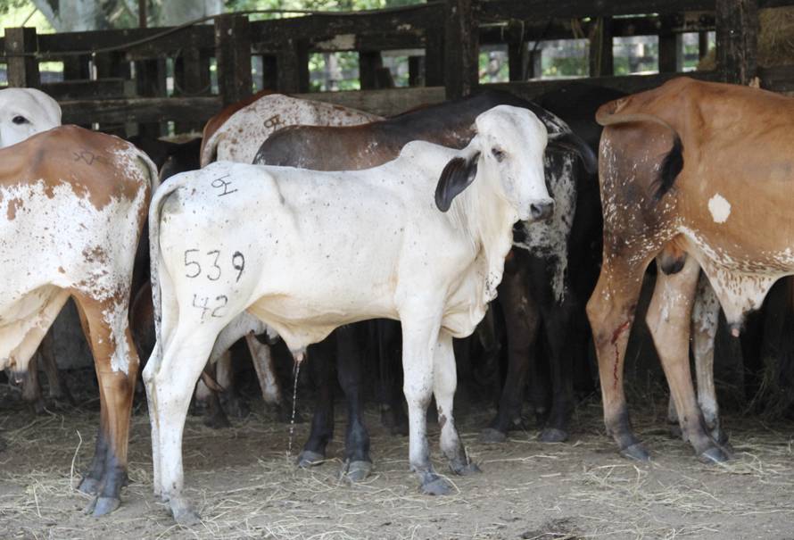 practicas manejo ganado levante