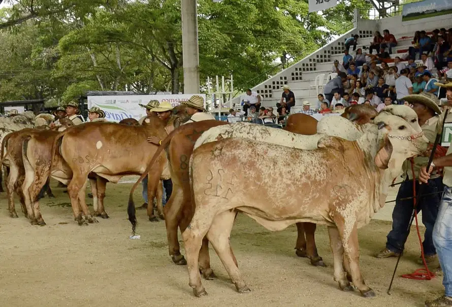 eventos-ganaderos