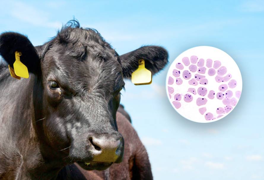 Anaplasmosis-bovina