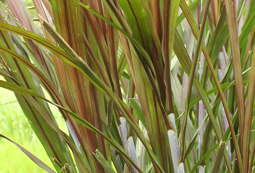 pasto maralfalfa