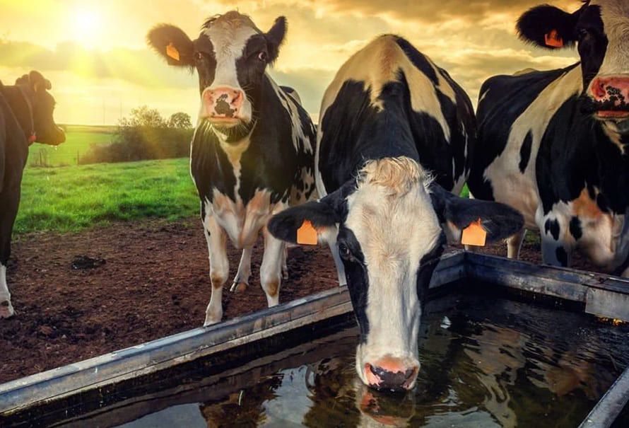 ahorrar-agua-producciones-ganaderas