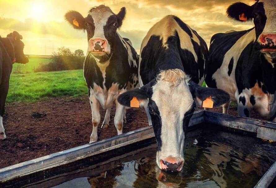 ahorrar-agua-producciones-ganaderas