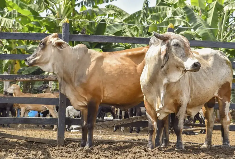 toros-ganaderia-finca