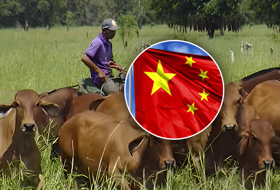 Cómo podrá beneficiarse el pequeño productor ganadero de la apertura del mercado de carne chino | CONtexto Ganadero