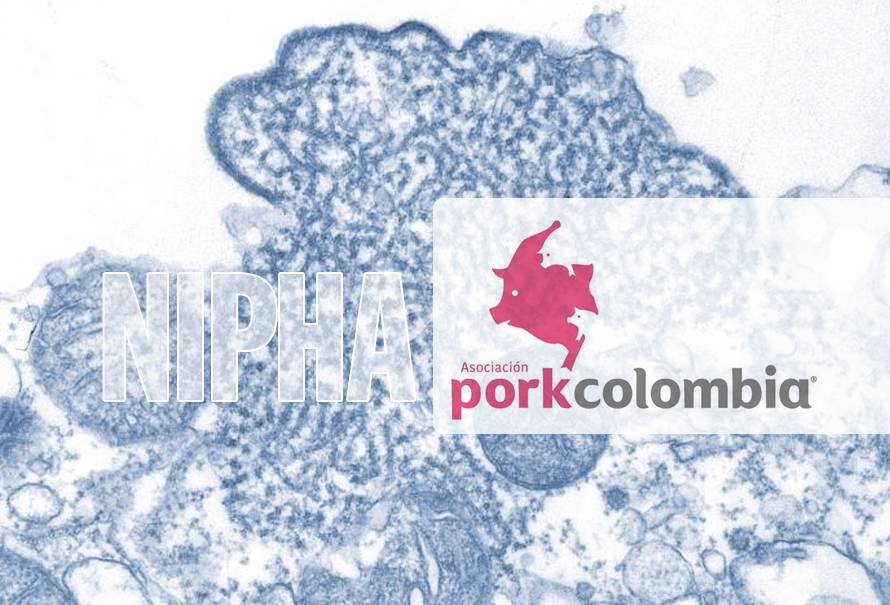 parte-tranquilidad-porkolombia-virus-nipha