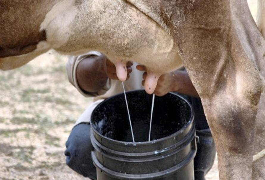 Comercio leche cruda Cordoba Sucre