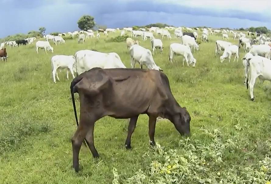 Diferencias carne producida en ganadearias tradicionales y regenerativas