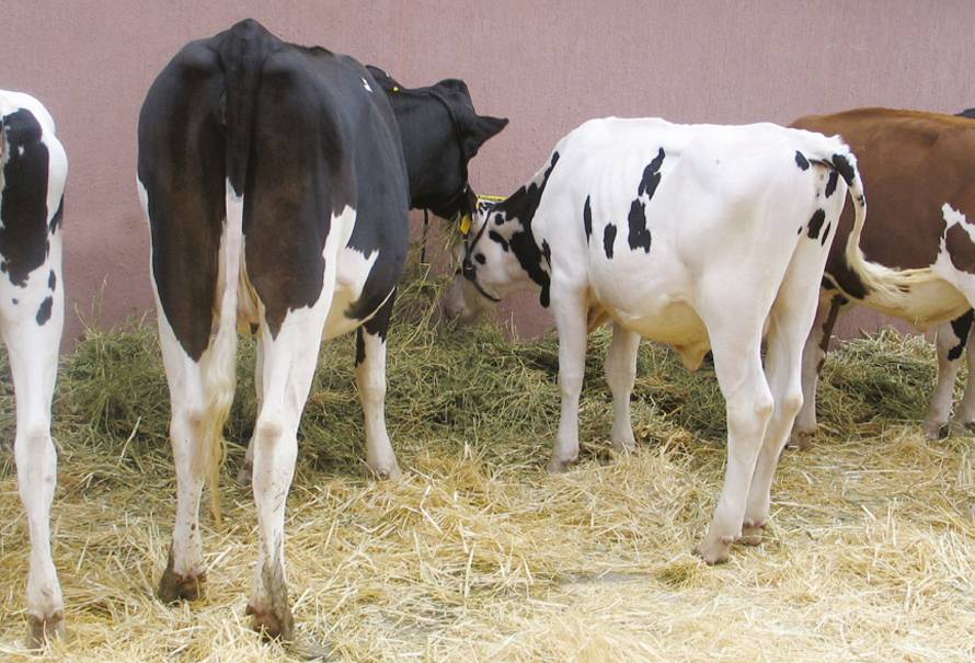 aminoacidos-alimentacion-bovina