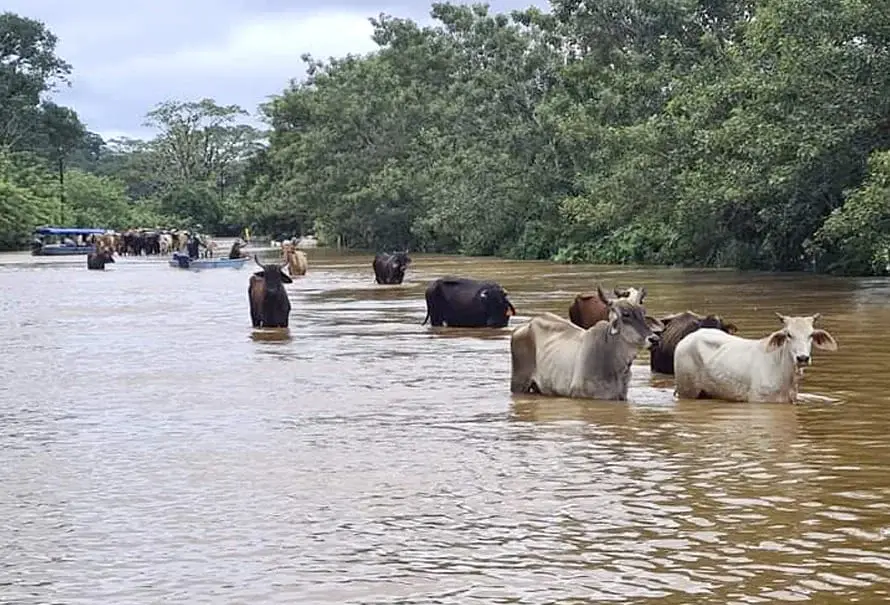 salud-bovina-epoca-lluvias