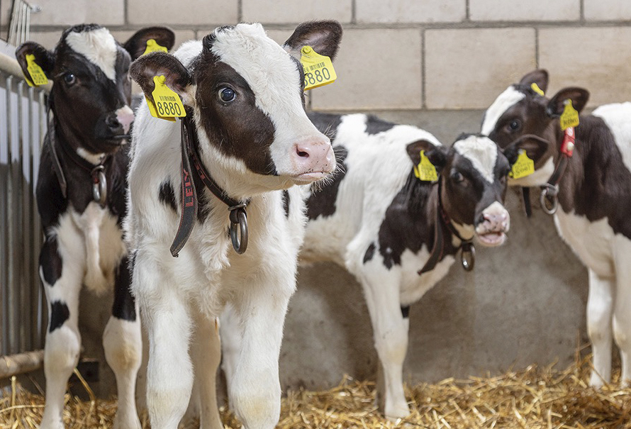 Brasil aplicará trazabilidad individual a cada bovino a partir de 2027 | CONtexto Ganadero