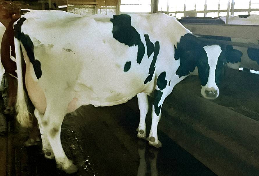 Connie-vaca-record-mundial