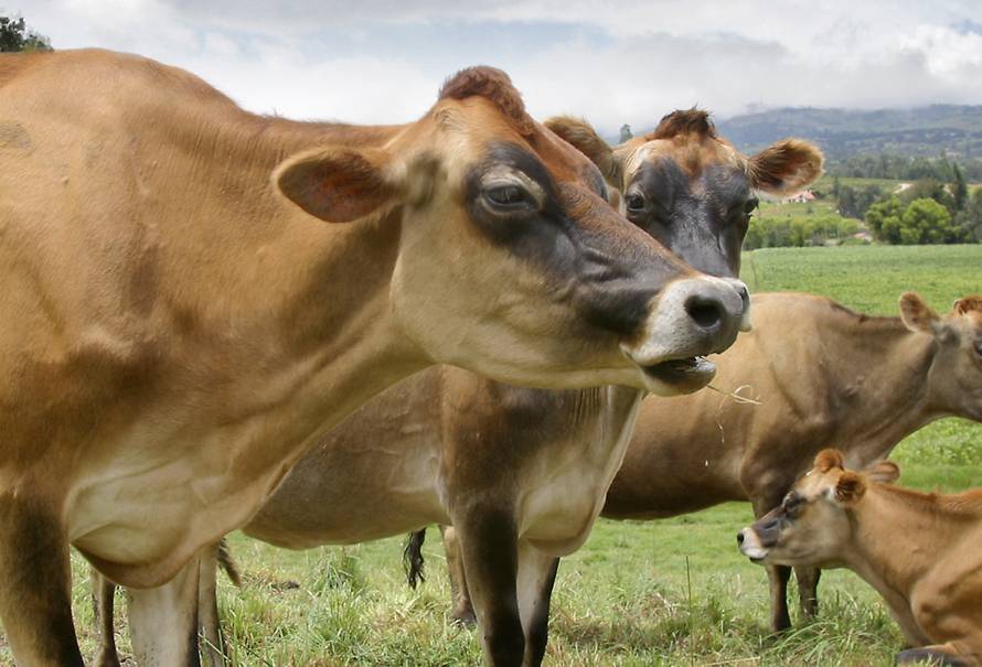 comunicacion entre vacas