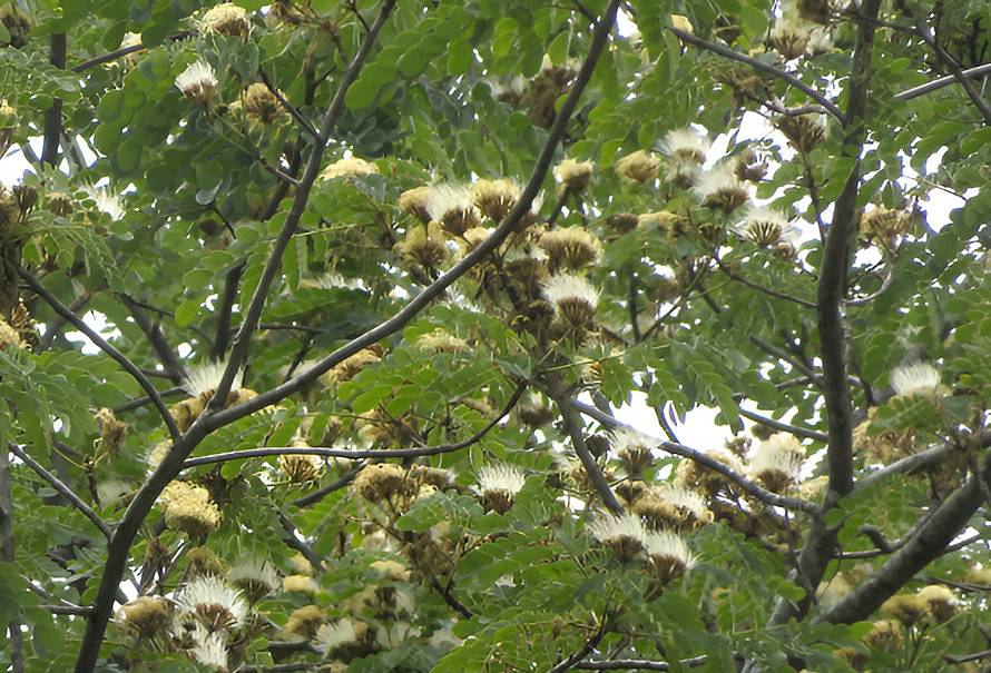 arbol igua en la ganadería