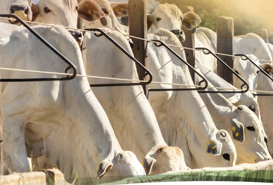 feedlot