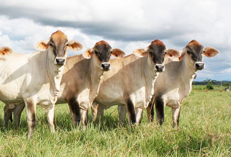 grasa sobrepasante fertilidad vacas