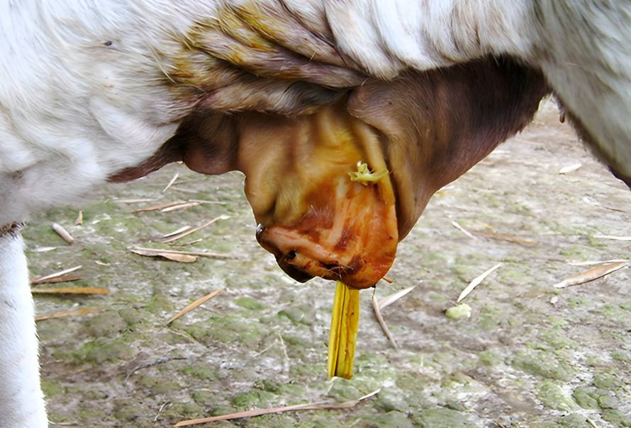 onfaloflebitis terneros
