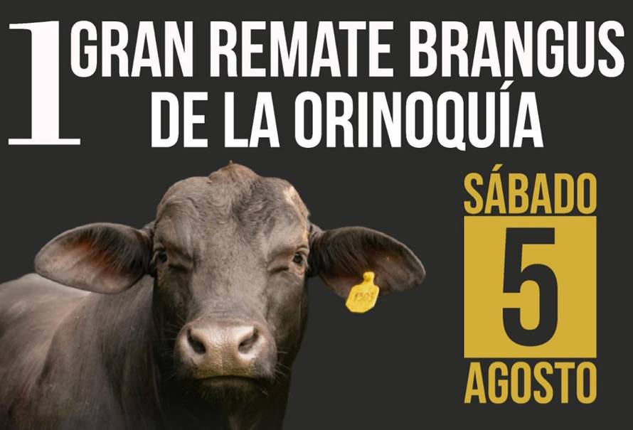 primer-gran-remate-brangus-orinoquia